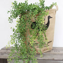 丸い葉っぱのモフモフ