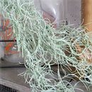 モシャモシャモス