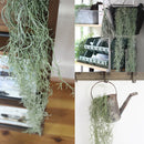 モシャモシャモス