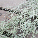 モシャモシャモス