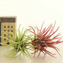 ティランジア(ボルドー)