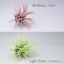 ティランジア(ボルドー)