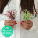 ティランジア(ボルドー)