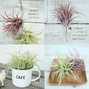 ティランジア(ボルドー)