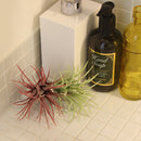 ティランジア(ボルドー)